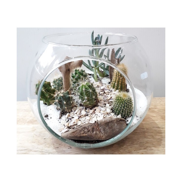 Terrarium Cactus