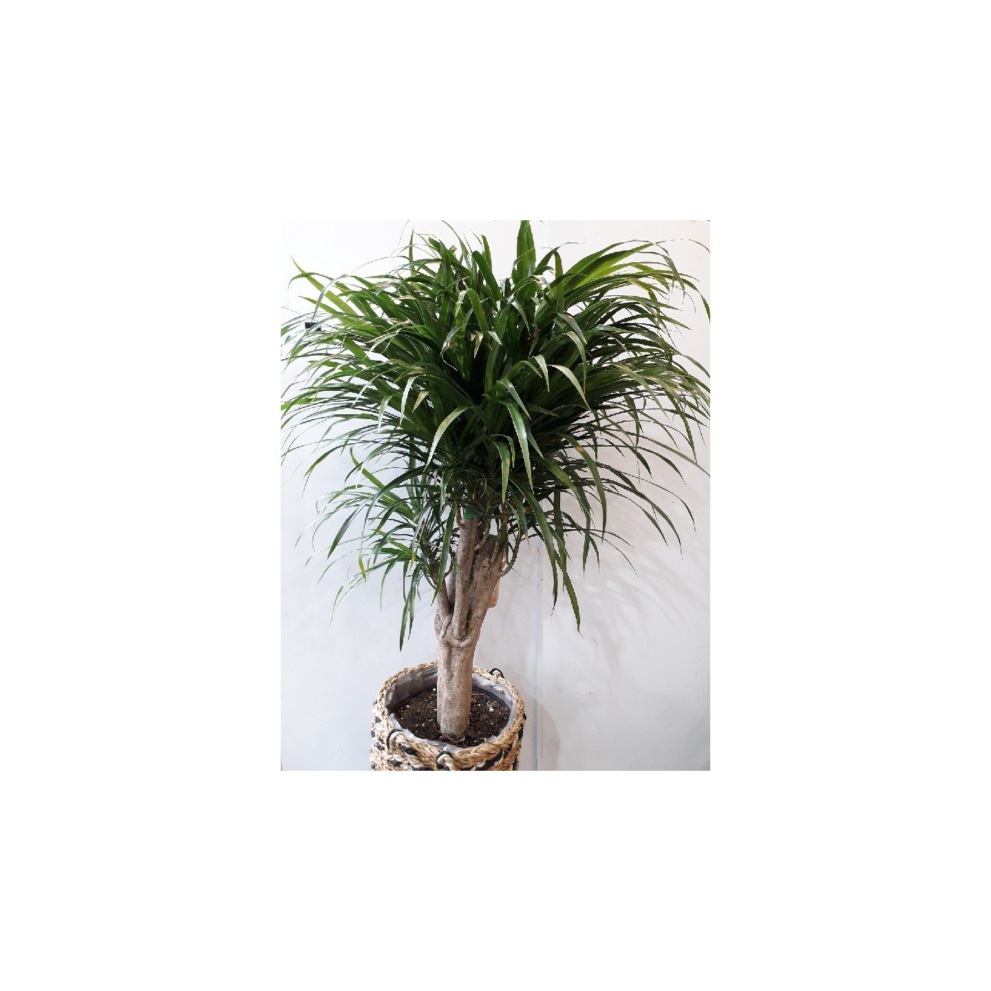 Dracaena Marginata Dragonnier