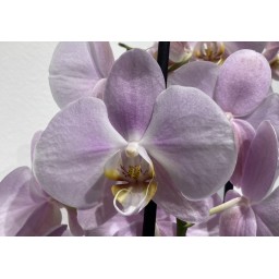 Phalaenopsis - Orchidée Papillon