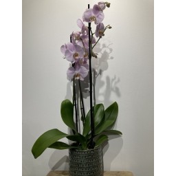 Phalaenopsis - Orchidée Papillon