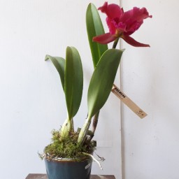 Cattleya Orchidée