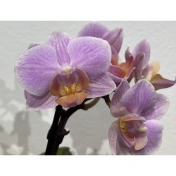 Mini Phalaenopsis - Orchidée