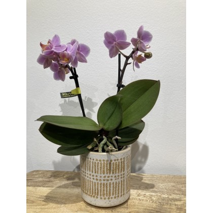 Mini Phalaenopsis - Orchidée